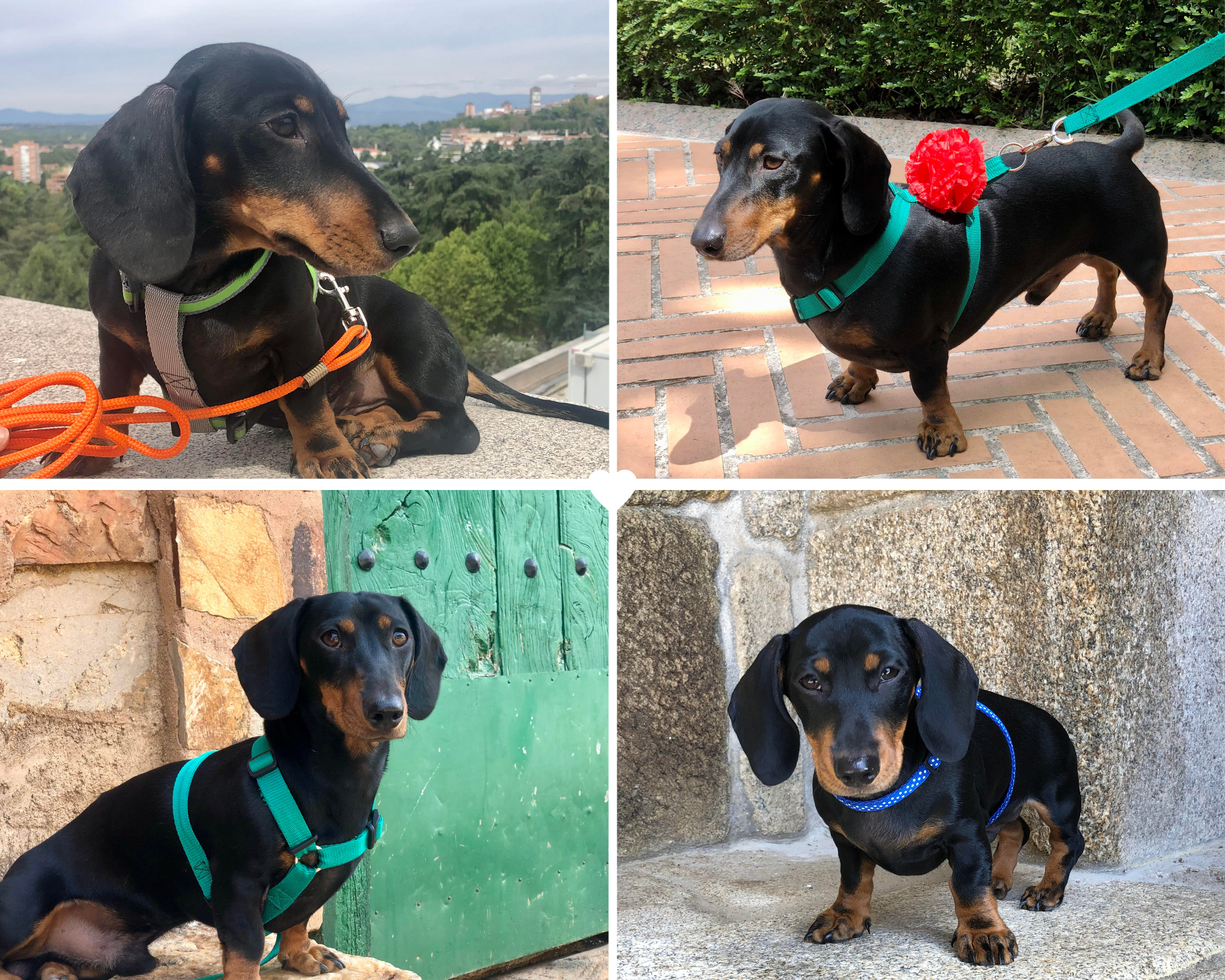 CORCHITO BLOG Carta a un perrito llamado Corcho en su 4º cumpleaños.